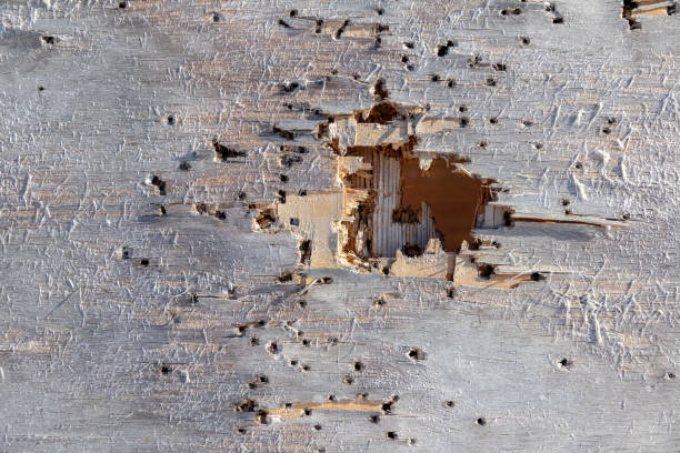 Traces of shots on a wooden surface stock photo