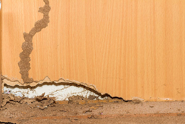 Traces of termites on old wood background. Termites on old wood background for decorate. termite damage stock pictures, royalty-free photos & images