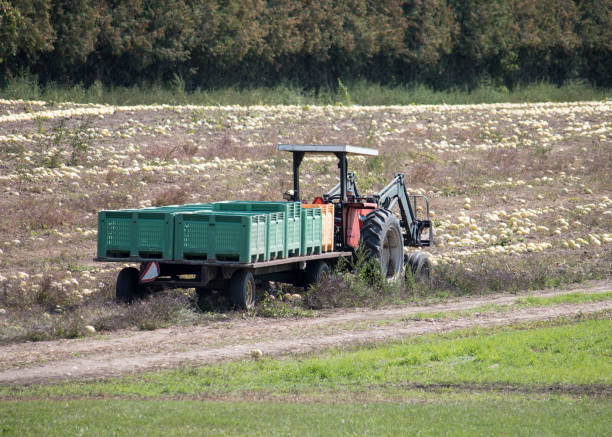 Tractor Being Used During Harvest stock photo