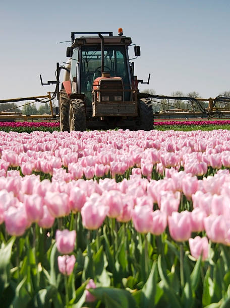 Tractor in the middle of tulips fields stock photo