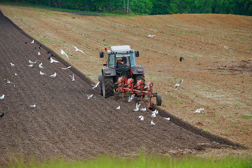 Tractor sowing potatoes in an agricultural field during springtime seen from above. The Potato seedlings (seed potatoes) are planted on ridges to improve growth.