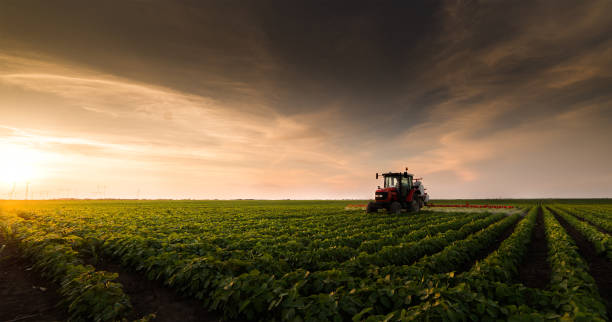 Tractor spraying pesticides on soy field  with sprayer at spring stock photo