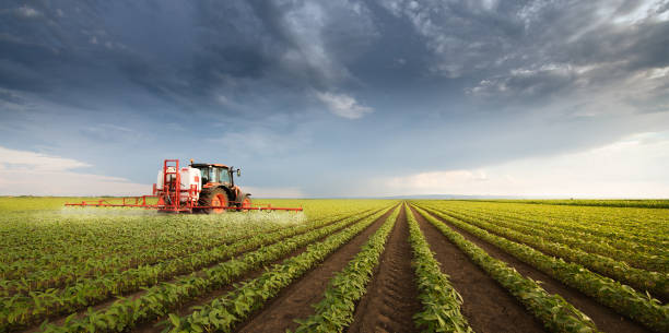 Tractor spraying pesticides on soy field  with sprayer at spring stock photo