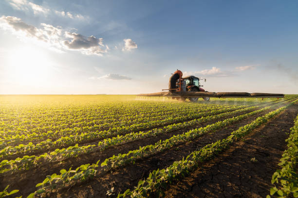 Tractor spraying pesticides on soybean field  with sprayer at spring stock photo