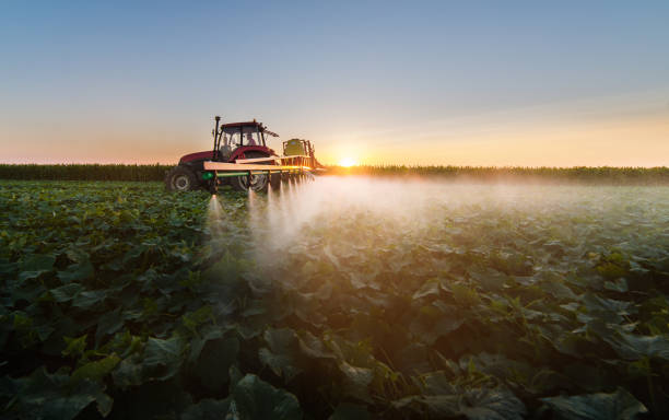 Tractor spraying pesticides on soybean field  with sprayer stock photo
