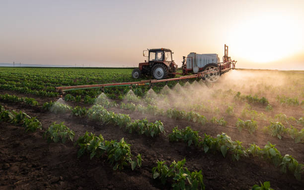 Tractor spraying pesticides on vegetable field  with sprayer at spring stock photo