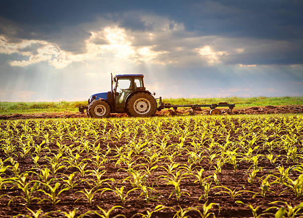 Tractor working on the field in sunlight Tractor working on the field with young plants in sunlight tractor stock pictures, royalty-free photos & images