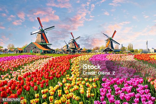 istock Traditional dutch windmills and houses near the canal in Zaanstad village, Zaanse Schans, Netherlands, Europe 937057490