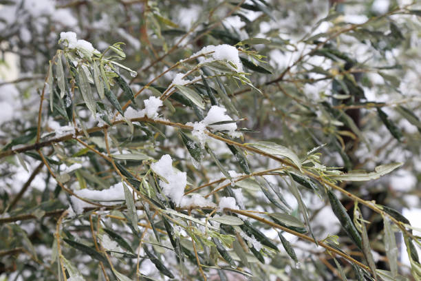 traditional greek olive tree with snow - snowy leaves photography  - nature details stock photo