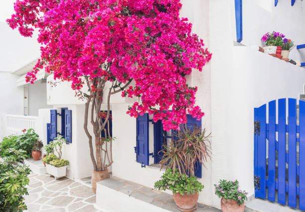 497 Greece Mykonos Bougainvillea House Stock Photos, Pictures &  Royalty-Free Images - iStock
