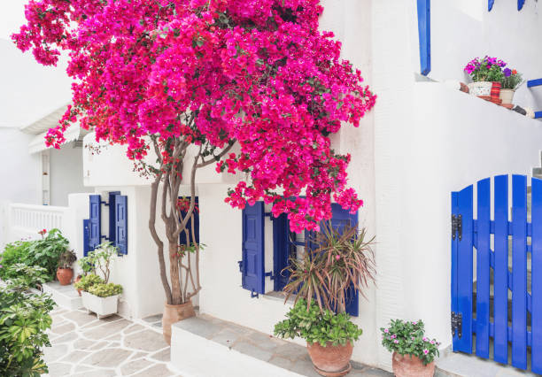 497 Ελλάδα Mykonos Bougainvillea Housestock Φωτογραφίες, εικόνες και εικόνες που δεν ανήκουν στην ιδιοκτησία - iStock