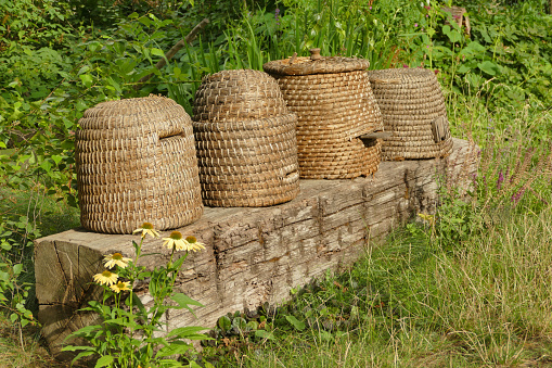 Traditional historic straw beehives Skep