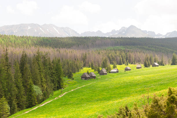 Traditional mountain houses on green field. Tourism concept. High mountain landscapes. natural outdoor travel background. Beauty world. Traditional mountain houses on green field. Tourism concept. High mountain landscapes. natural outdoor travel background. bieszczady mountains stock pictures, royalty-free photos & images