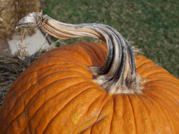 Traditional Pumpkin with Stem Details stock photo