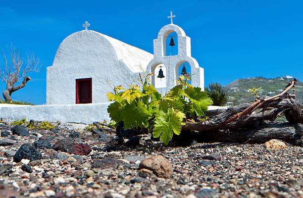 Traditional vineyard at the Cyclades in Greece stock photo