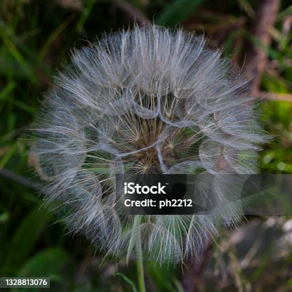 istock Tragopogon Pratensis - Meadow Salsify with Seeds 1328813076