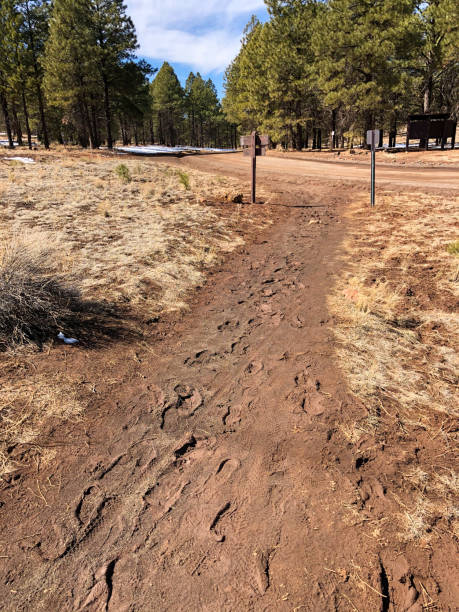 Trail Damage in the National Forest Winter is especially hard on hiking and biking trails.  Melting snow, when ridden or hiked on, leads to muddy and damaged tread.  This example of a rutted trail was photographed on Campbell Mesa in the Coconino National Forest near Flagstaff, Arizona, USA. jeff goulden environmental conservation stock pictures, royalty-free photos & images