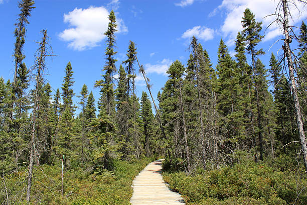 Trail in Algonquin Park, Ontario, Canada stock photo