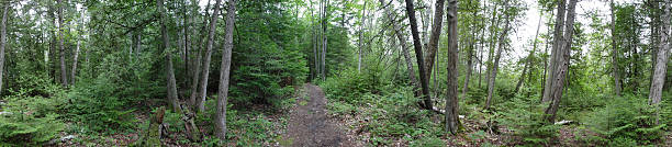 Trail in the Woods: Panorama stock photo