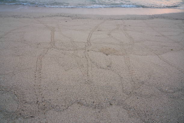 una scia di granchio eremita terrestre, coenobita purpureus stimpson - specie protette a livello nazionale, sulla spiaggia di tomori ad amami oshima, kagoshima, giappone - tomori foto e immagini stock