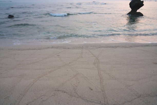 una scia di granchio eremita terrestre, coenobita purpureus stimpson - specie protette a livello nazionale, sulla spiaggia di tomori ad amami oshima, kagoshima, giappone - tomori foto e immagini stock