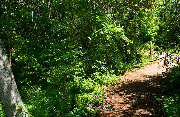 Trail Trail at Memorial Park, Houston, Texas arboretum stock pictures, royalty-free photos & images
