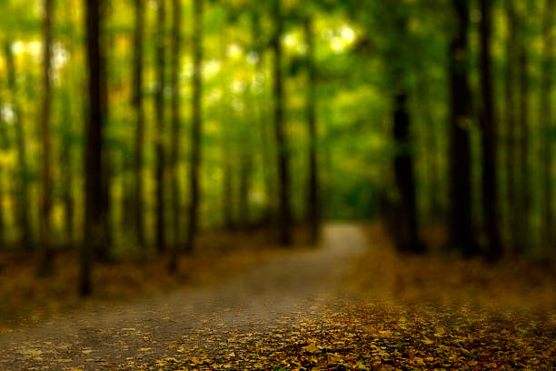 Trail View in Colorful Autumn Forest stock photo