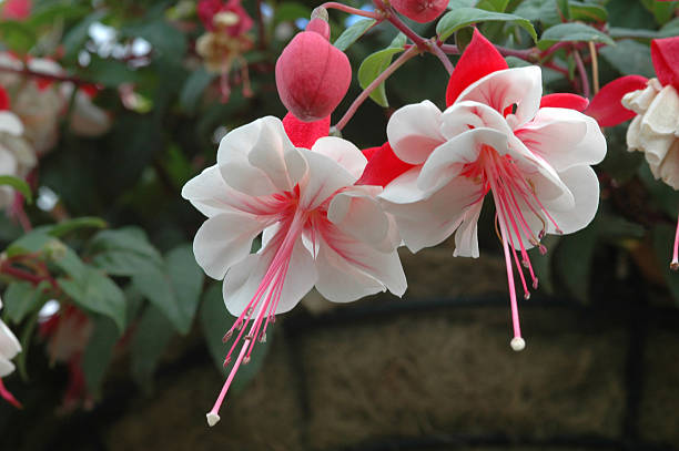 Trailing, hanging, Fuchsia Swingtime  fuchsia flower stock pictures, royalty-free photos & images