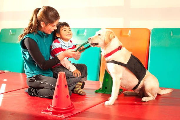 Trained dog for therapy stock photo