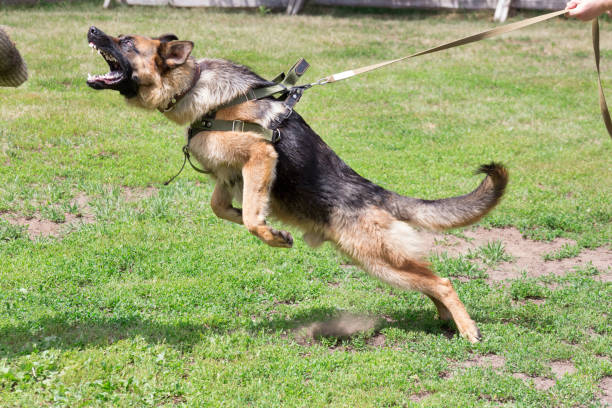 Training a police dog in cynological club. German shepherd dog in action. Training a police dog in cynological club. German shepherd dog in action. Dog training course. animals attacking stock pictures, royalty-free photos & images