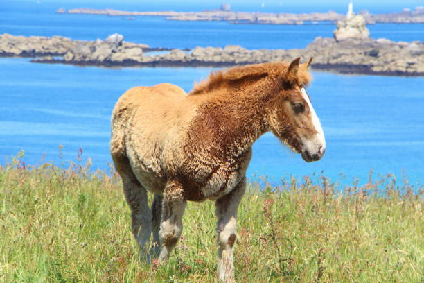 Trait Breton foal in a field in Brittany stock photo