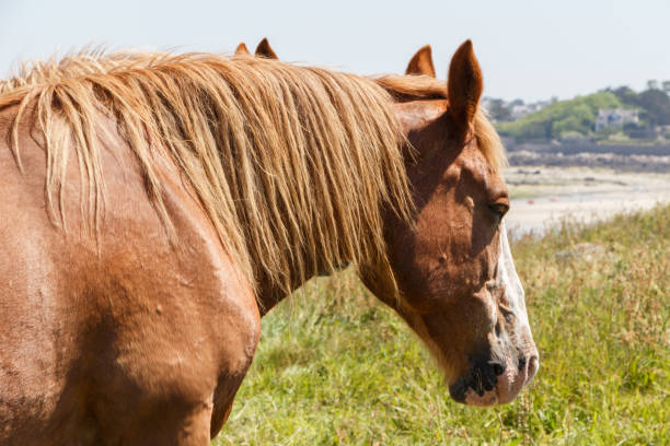 Trait Breton horses in a field in Brittany stock photo