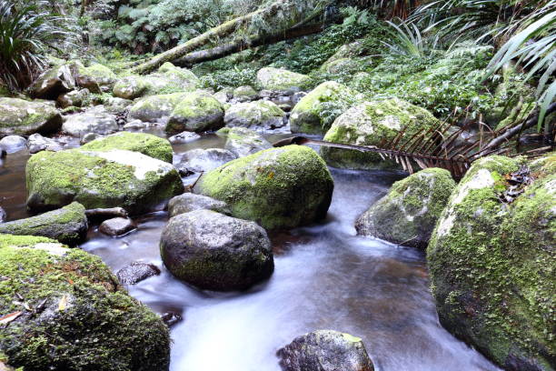 Photo of tranquil rainforest scene with water flowing over rocks in a creek or stream