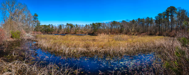 Tranquil wildlife forest and swamp marsh under the clear blue sky on Cape Cod stock photo