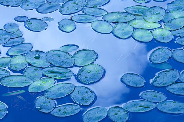Tranquility in nature : blue lily pads on a pond # 2 stock photo