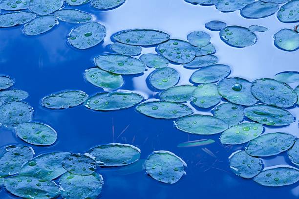 Tranquility in nature : blue lily pads on a pond #1 stock photo