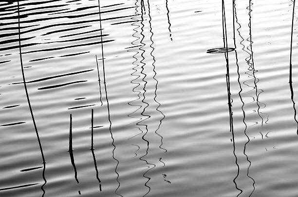 Tranquility in nature: Reeds reflected on ripples in a pond #2 stock photo
