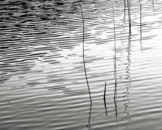 Tranquility in nature : Reeds reflected on ripples in a pond. stock photo