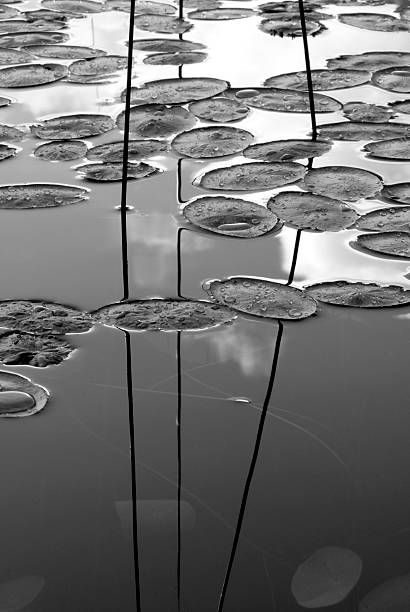 Tranquility in nature: Water Lilies on a pond at dusk stock photo