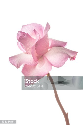 istock Translucent pink rose 1363641141
