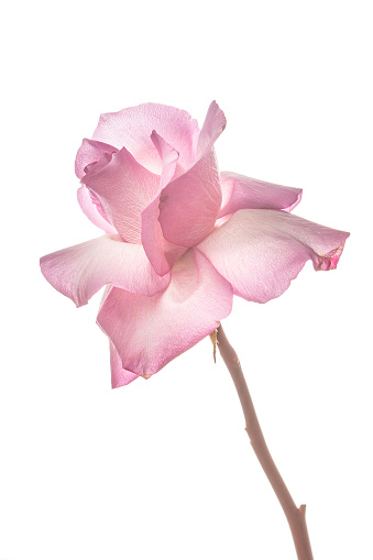 Translucent photo of pink rose