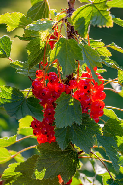 Transparent berries of red currant in the rays of the morning sun are vitamins and a good mood stock photo