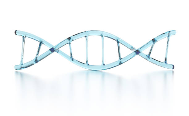 Transparent blue DNA structure Transparent blue DNA structure isolated on white background helix model stock pictures, royalty-free photos & images