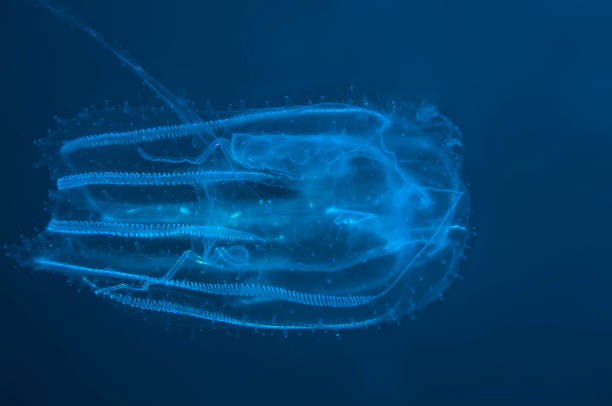 meduza trasparente - meduza foto e immagini stock