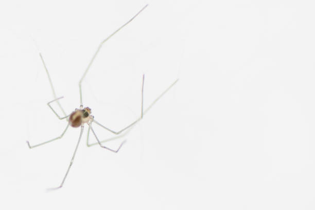 Transparent Spider stock photo