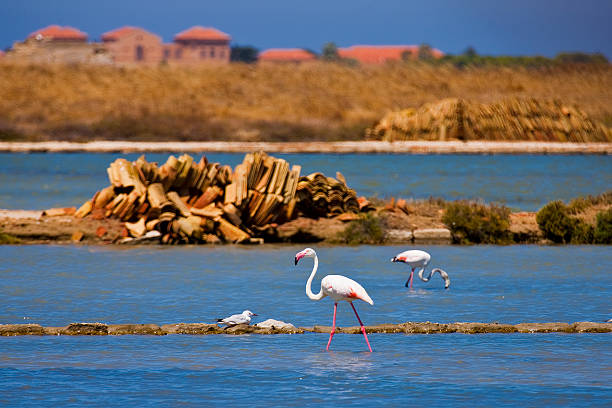 22/07/2016 Trapani  Sicilia  Italia  pink flamingos  saline stock photo