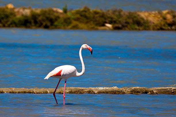 22/07/2016 Trapani  Sicilia  Italia  pink flamingos  saline stock photo