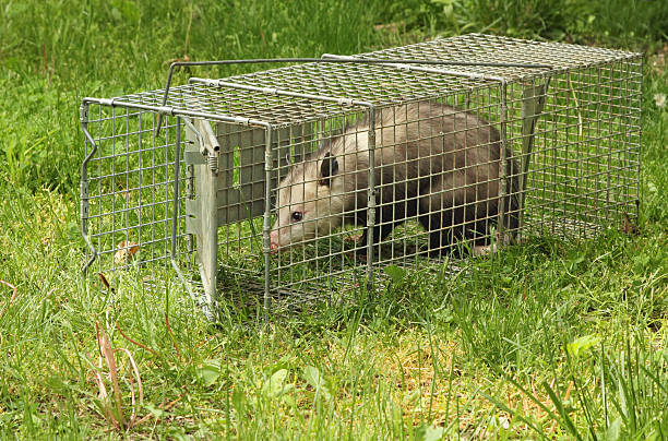 Trapped Virginia Opossum Virginia opossum, Didelphis virginiana, getting out of an animal trap common opossum stock pictures, royalty-free photos & images