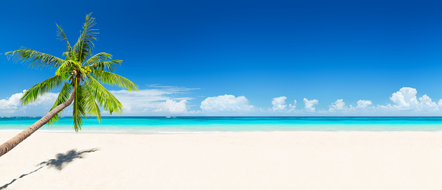 Coconut palm trees against blue sky and beautiful beach in Punta Cana, Dominican Republic. Vacation holidays background wallpaper. View of nice tropical beach.