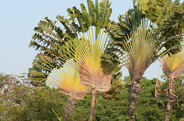 Traveler's Palm Tree Sky stock photo